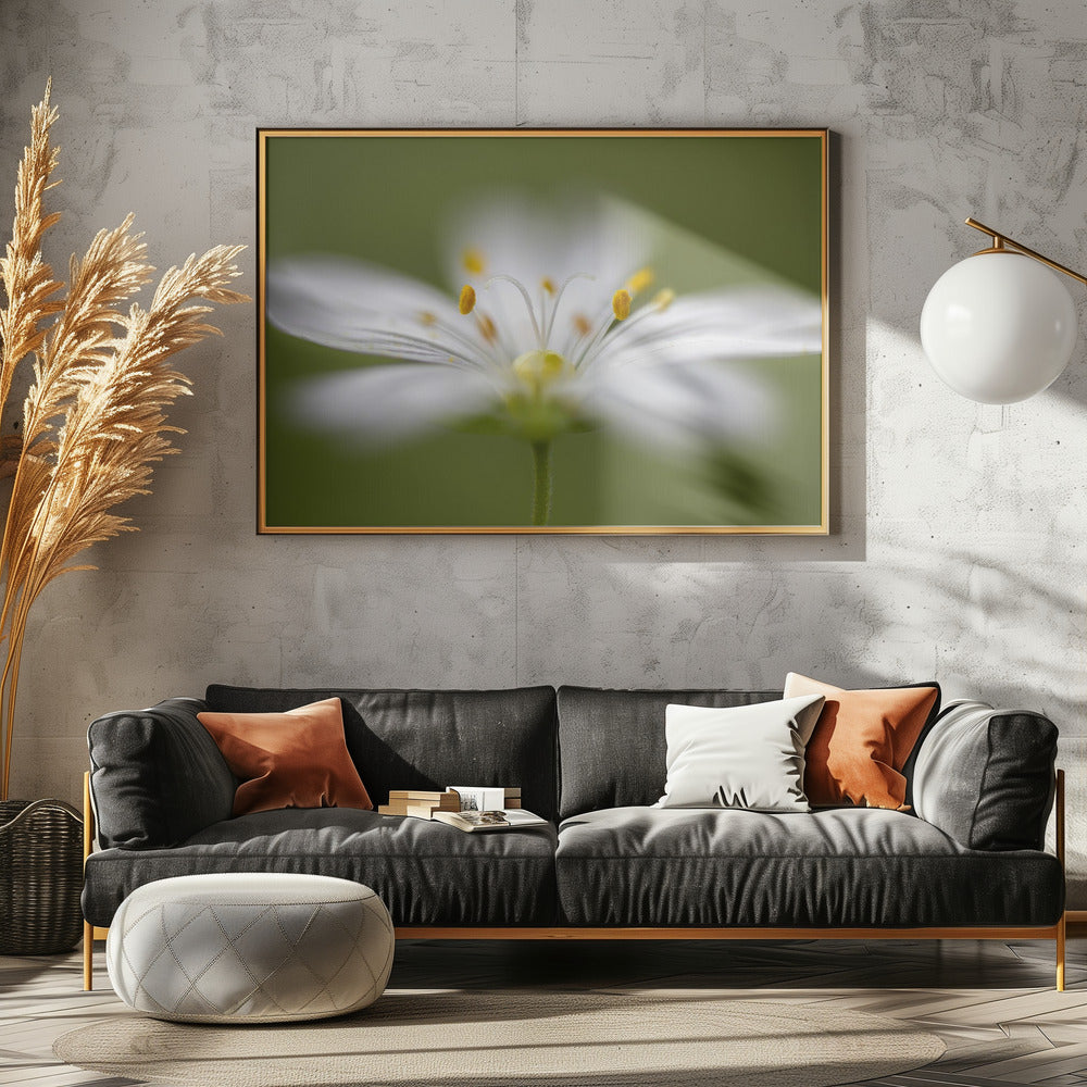 Softly Stitchwort | Poster