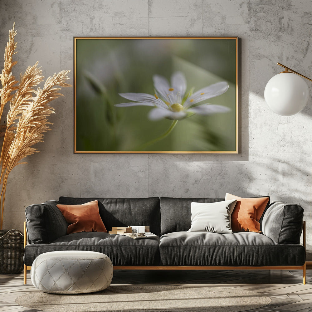 Sternmiere | Leinwand