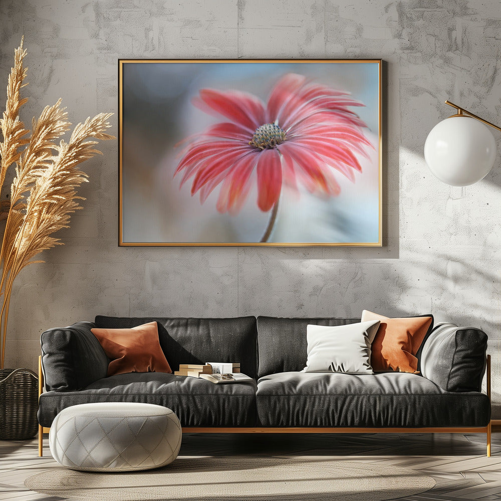 Cape Daisy* | Leinwand