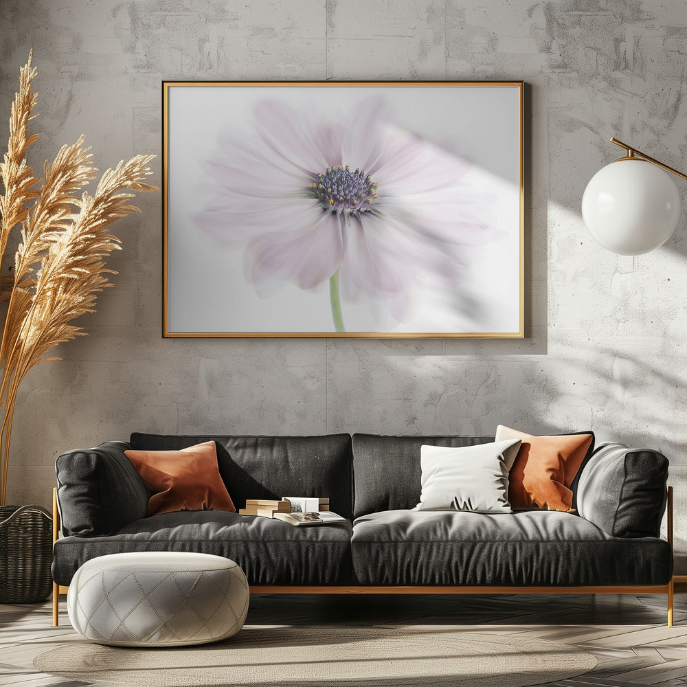 Cape Daisy | Leinwand