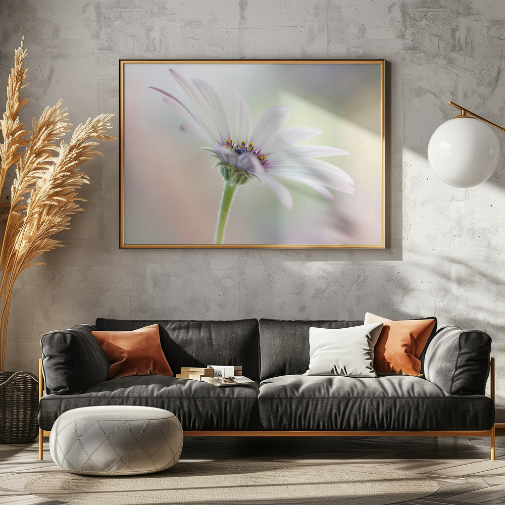 Cape Daisy | Leinwand