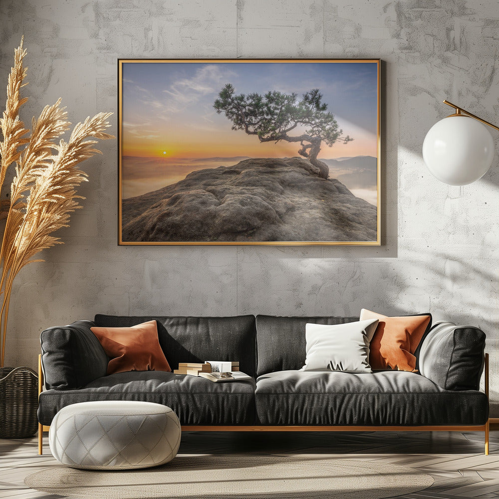 Old pine | Canvas