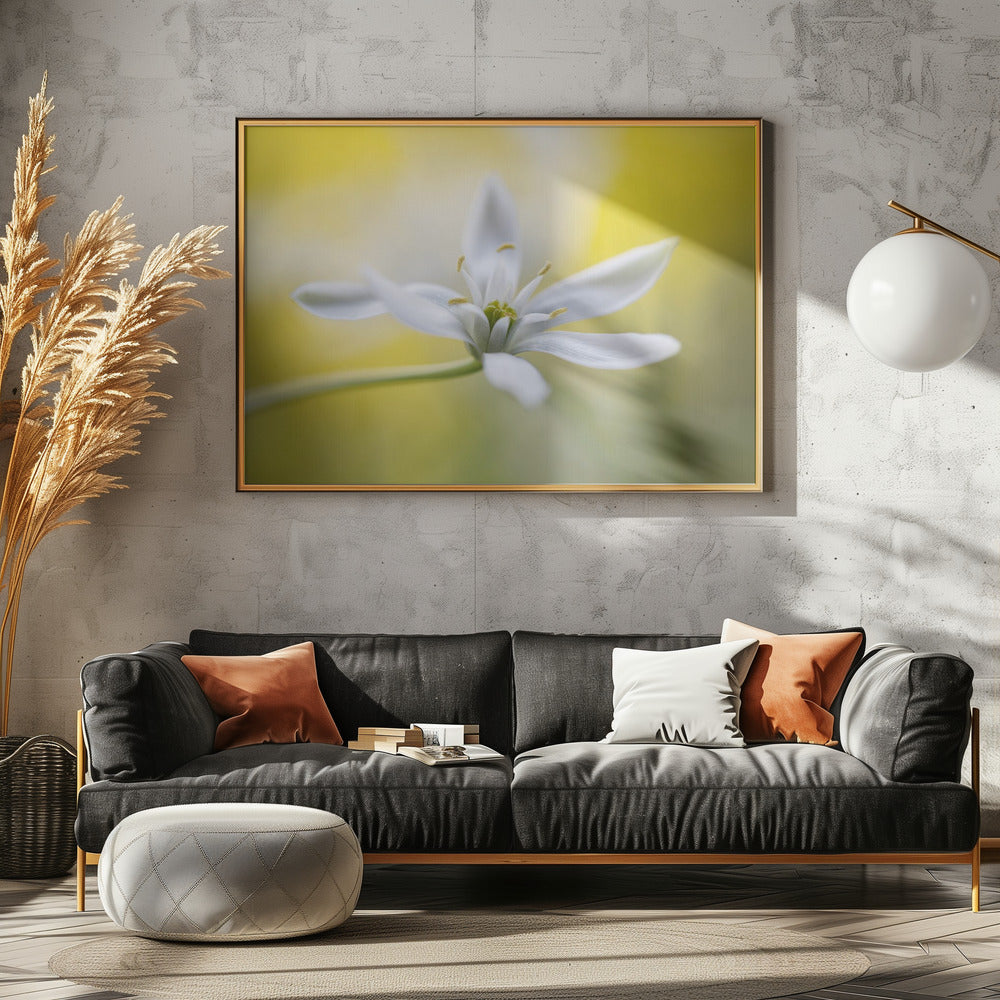 Ornithogalum | Leinwand