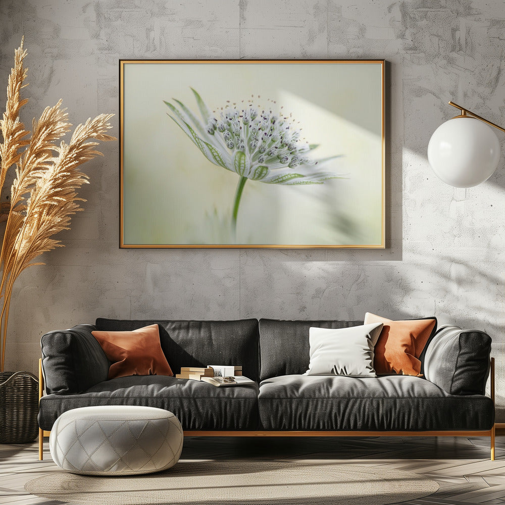~Astrantia~ | Leinwand