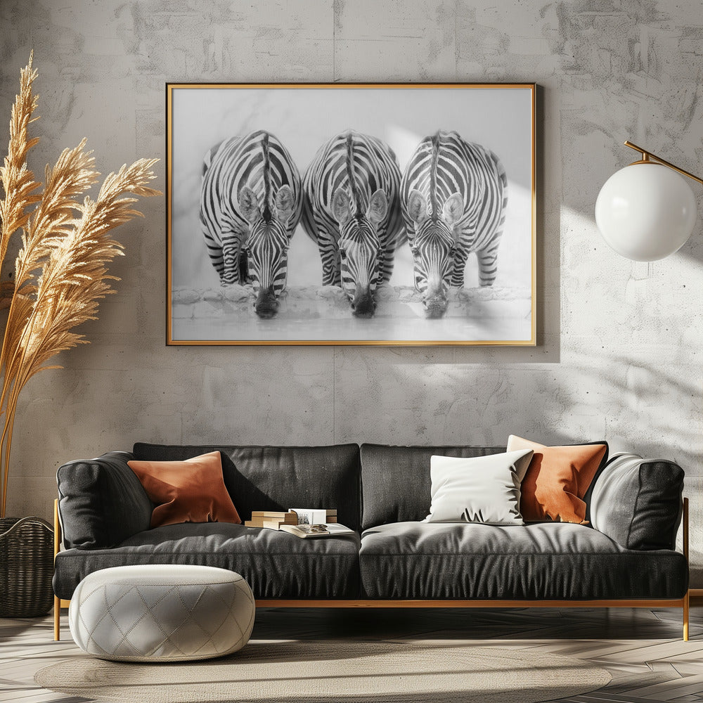 Zebras | Poster