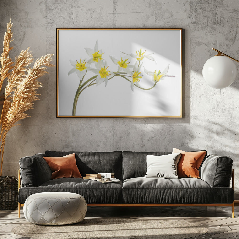 Tulipa Tarda | Leinwand