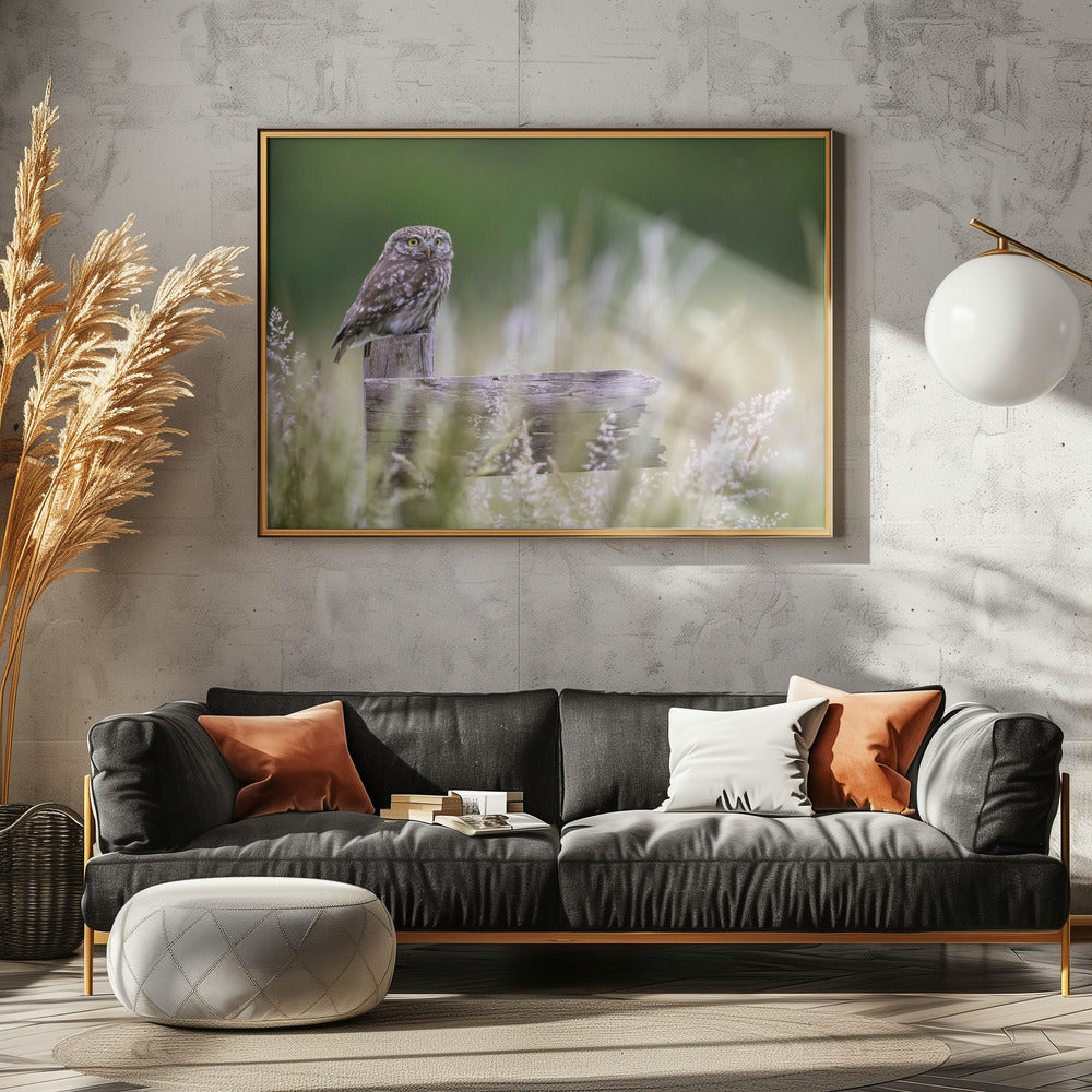 Kleine Eule | Poster