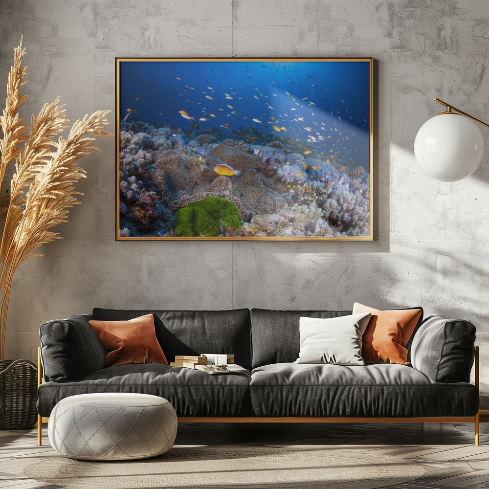 Anemone und Anthias | Leinwand
