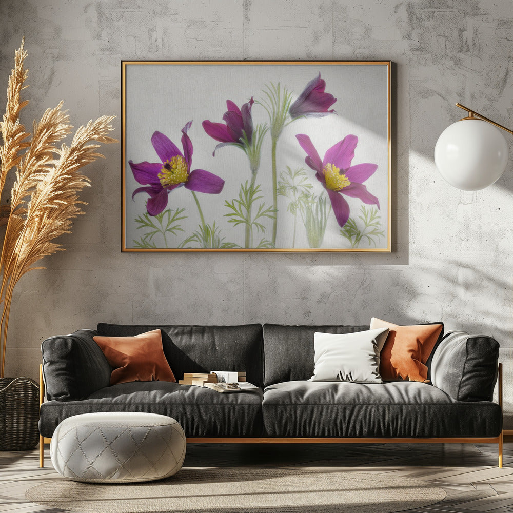 Pulsatilla | Leinwand