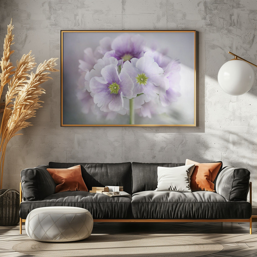 Primula | Leinwand