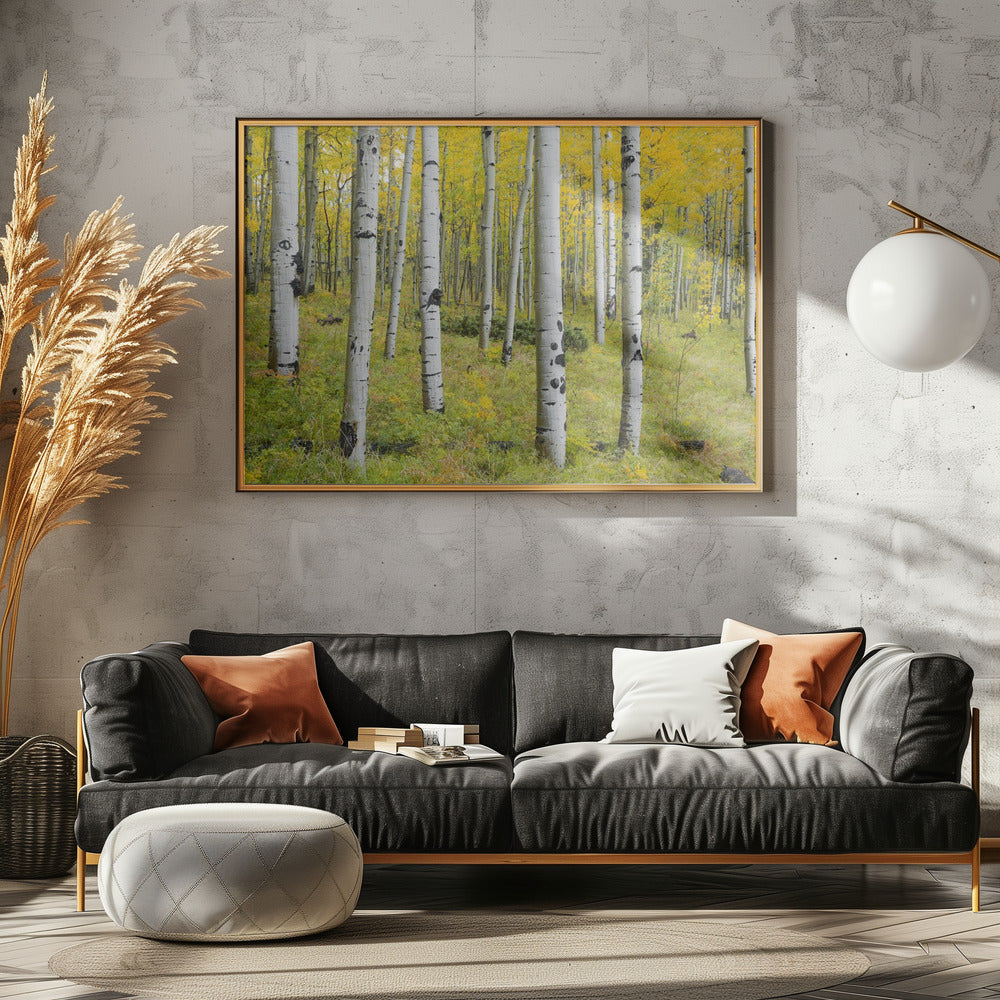 Gelbe Birken | Poster