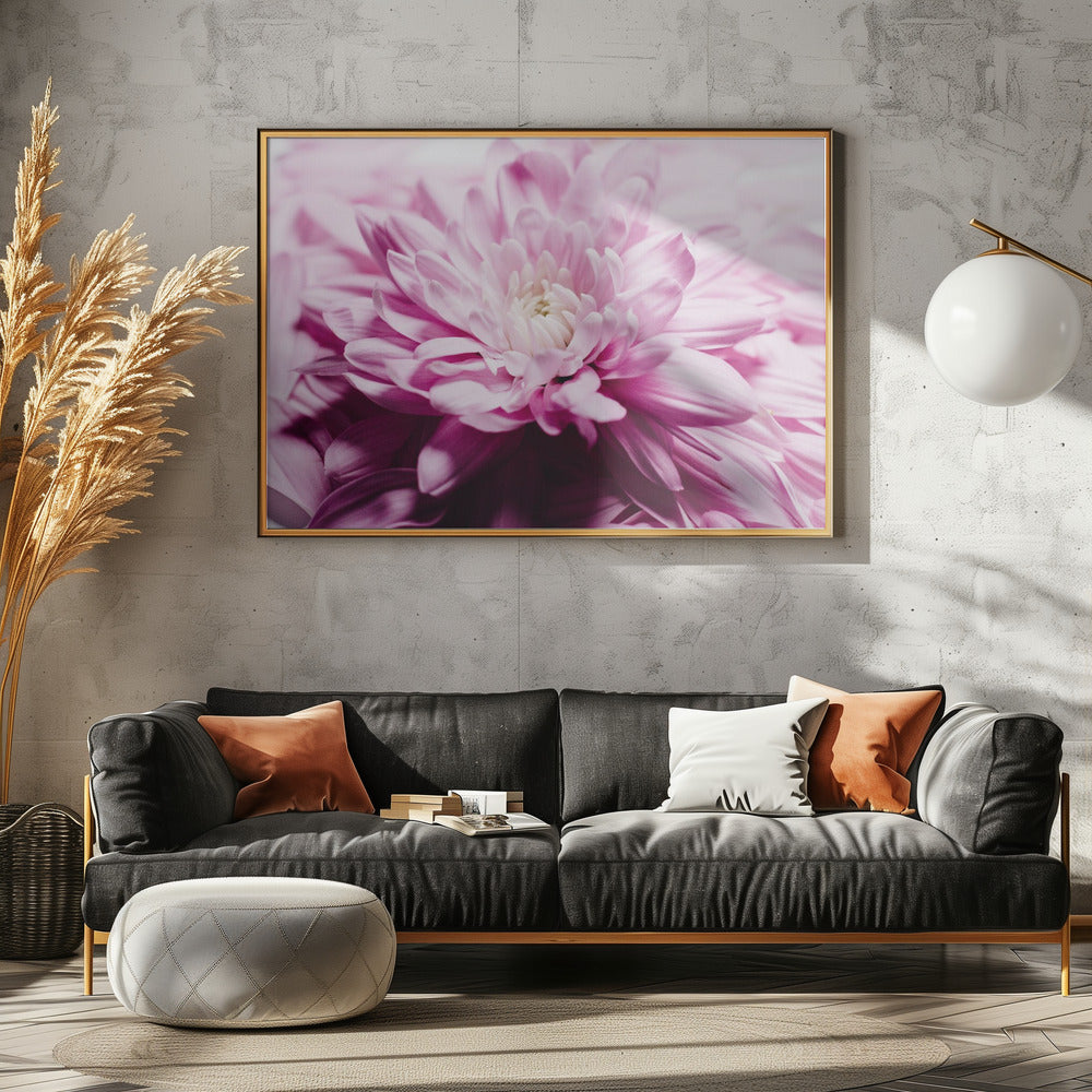 rosa Chrysanthemenblüte | Leinwand