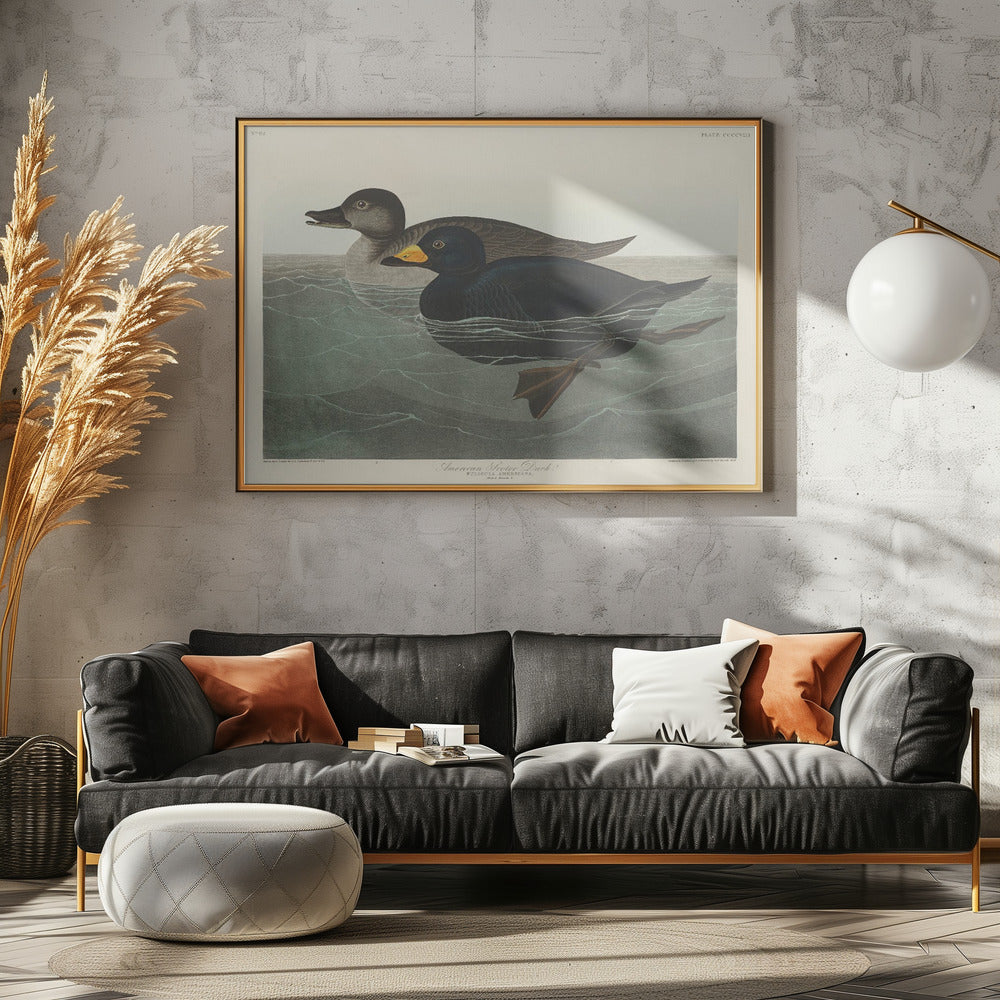 American Scoter Duck From Birds of America (1827) | Canvas