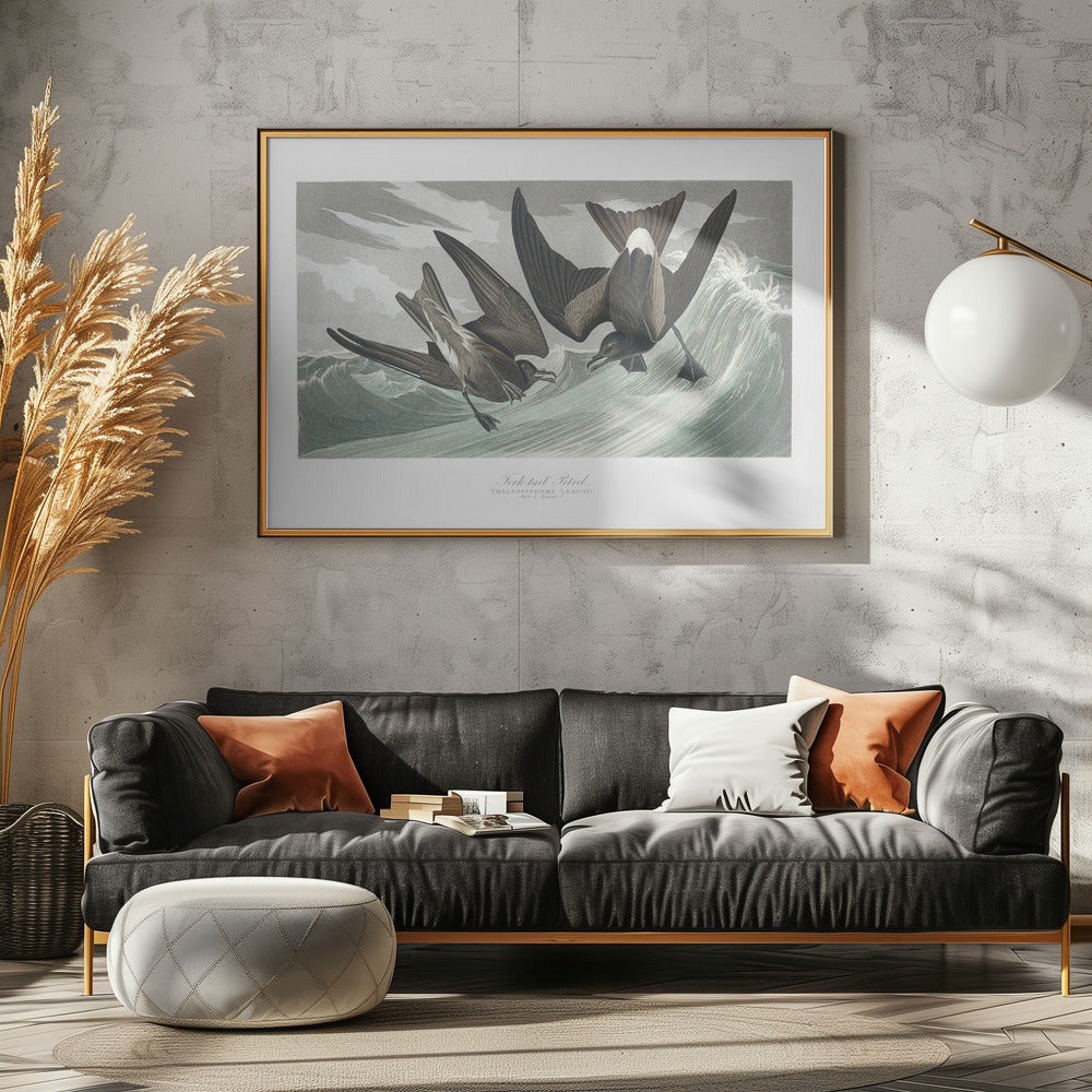 Gabelschwanz-Sturmvogel aus Birds of America (1827) | Poster