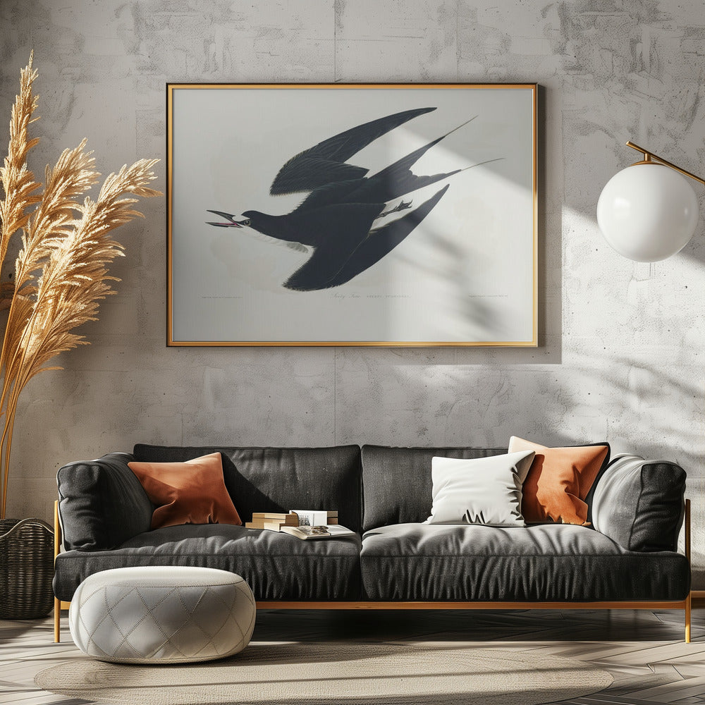 Sooty Tern From Birds of America (1827) | Canvas