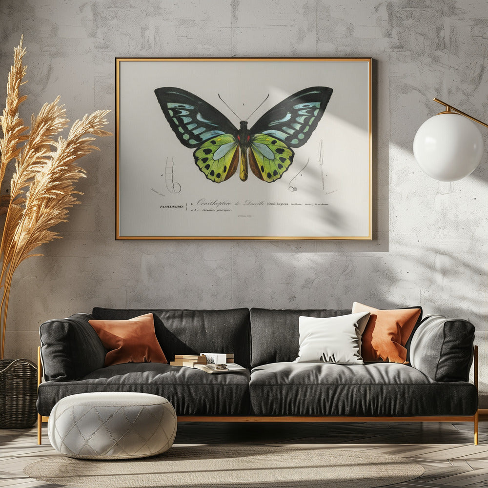 Grüner Vogelflügel Schmetterling | Leinwand