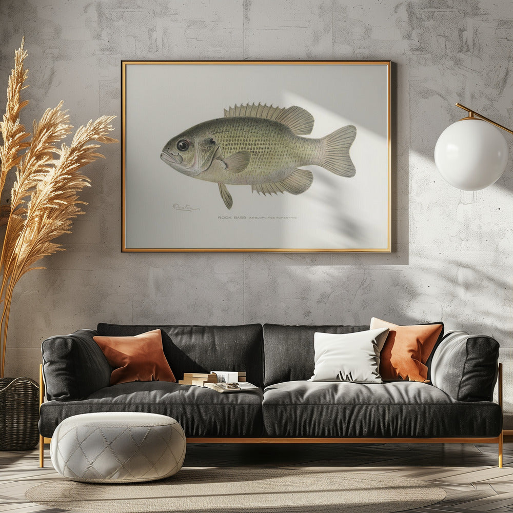 Rock Bass (ambloplites Rupestris) von Sherman F. Denton (1856 1937) | Leinwand