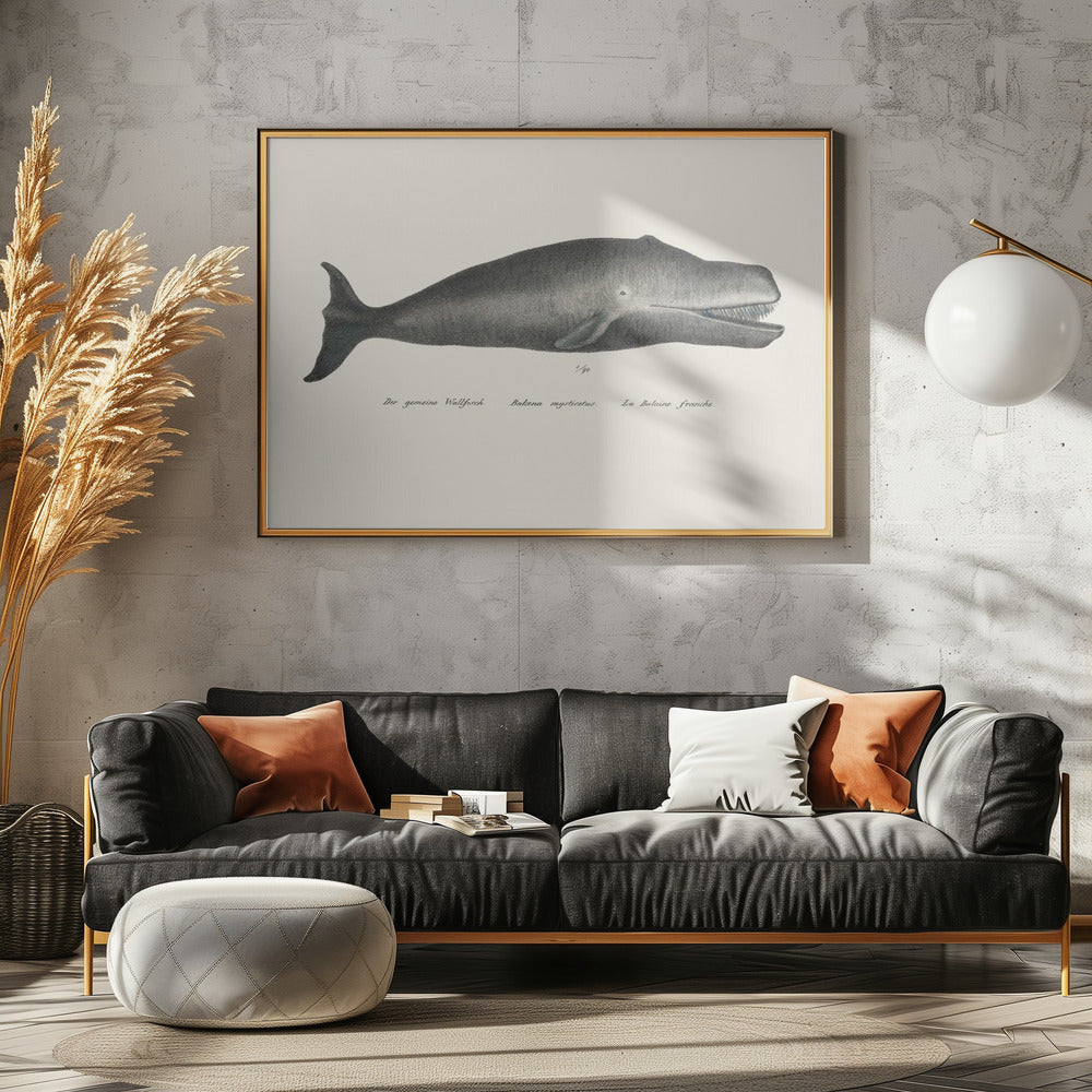 Whale Ii Antique Handcolored Sealife Lithograph 1824 | Canvas