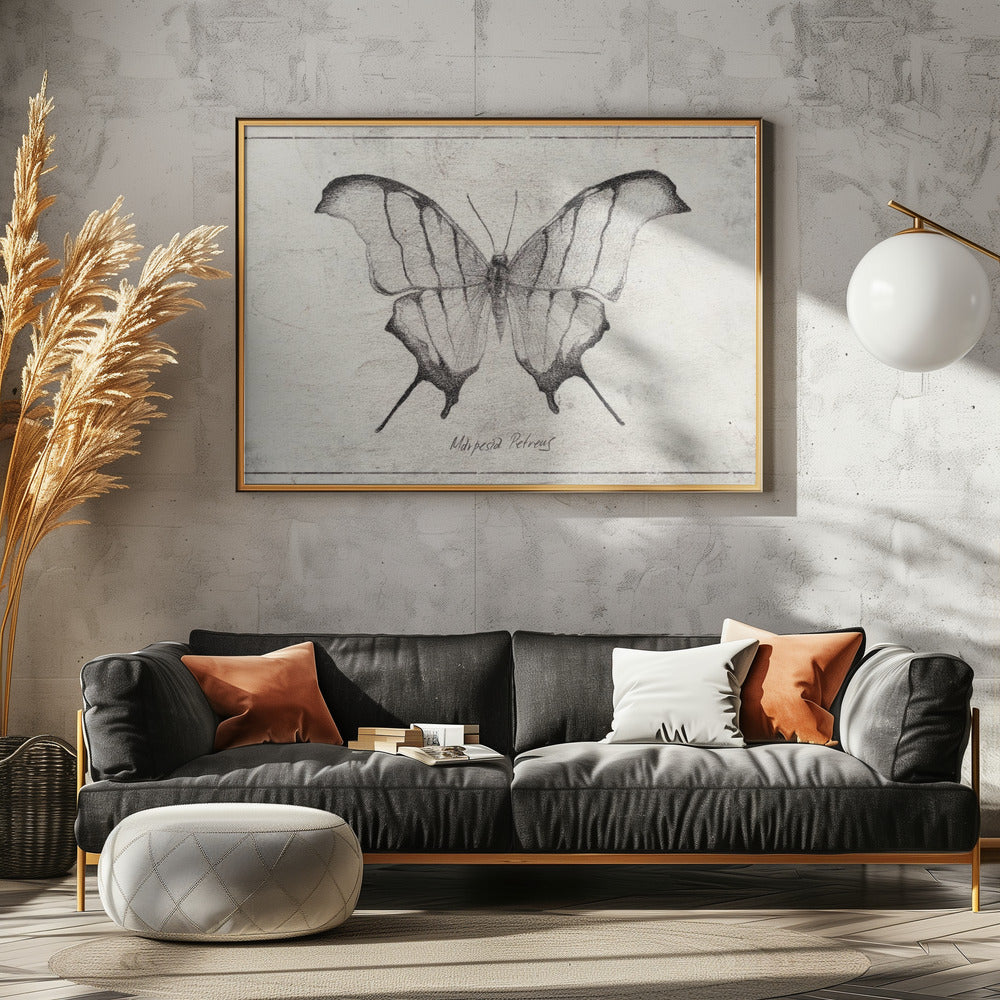 Marpesia Petreus | Leinwand