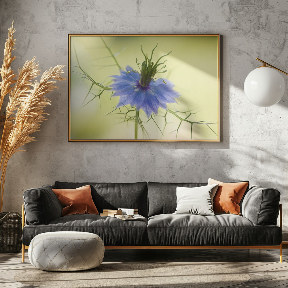 Nigella | Leinwand