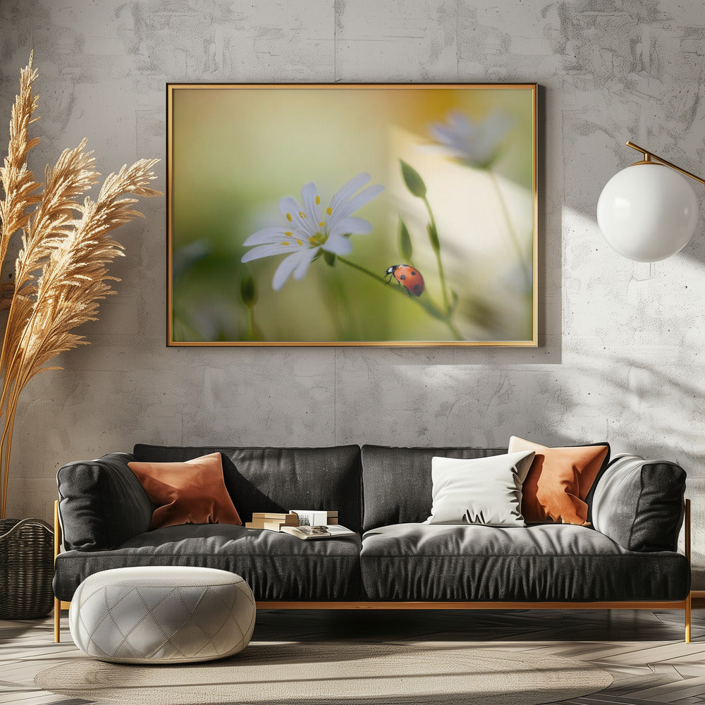 Sommerschönheiten | Leinwand