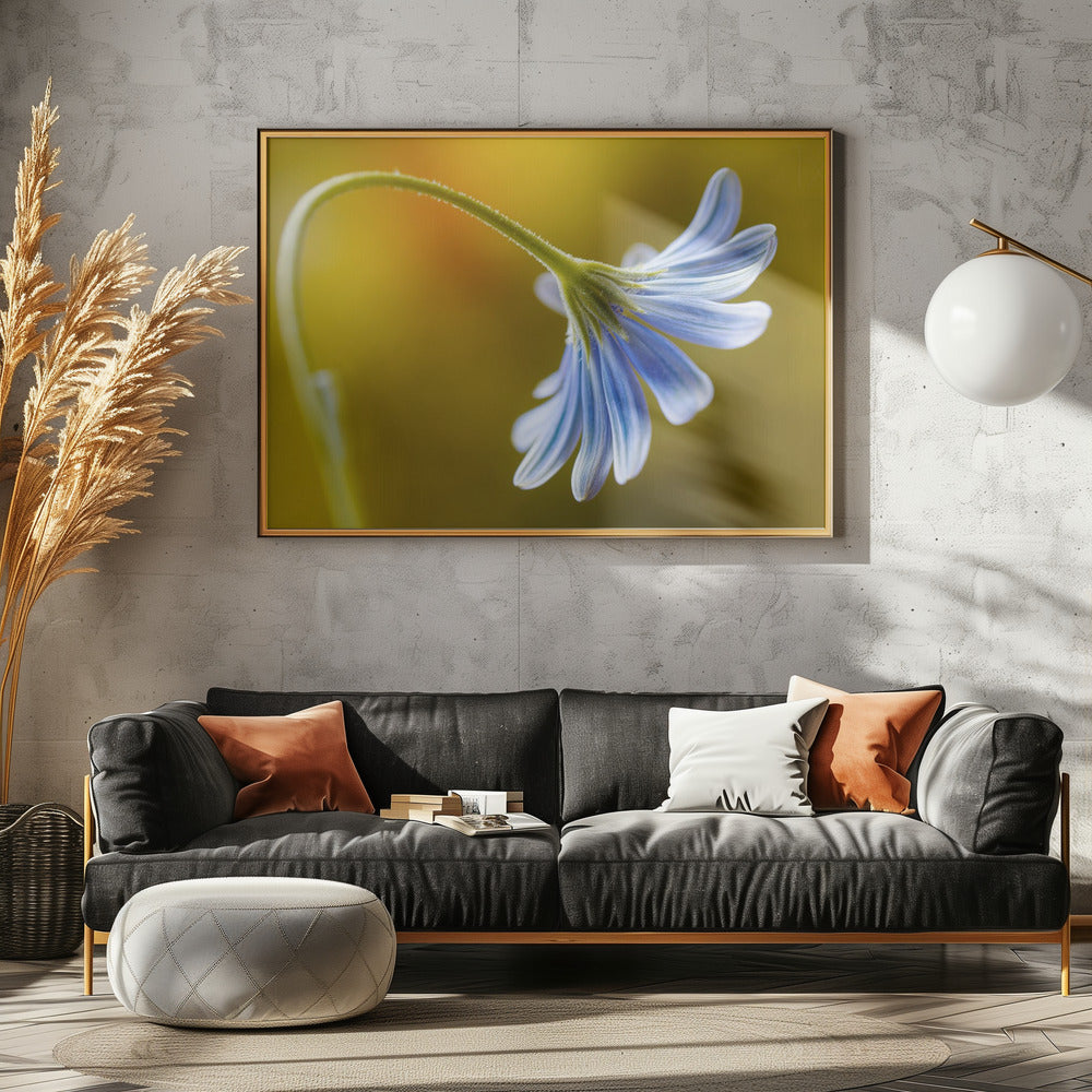Cape Daisy | Leinwand