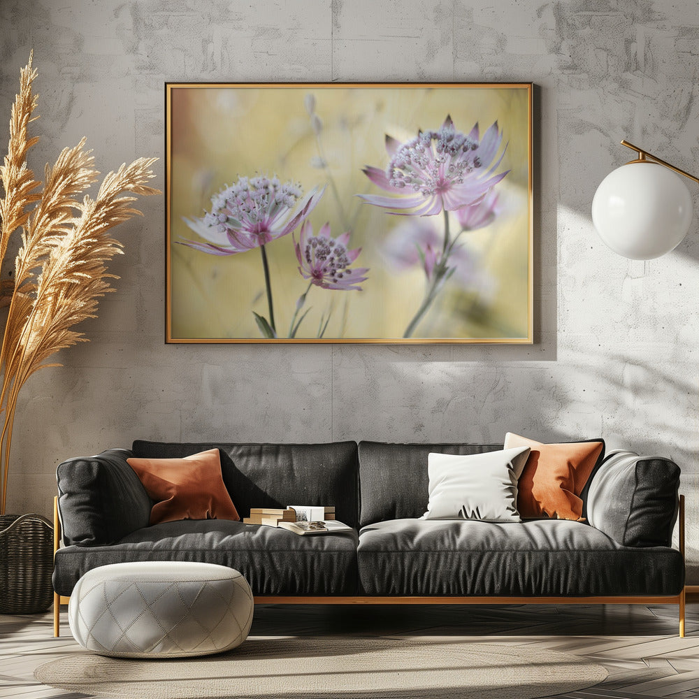 Astrantia Major | Leinwand
