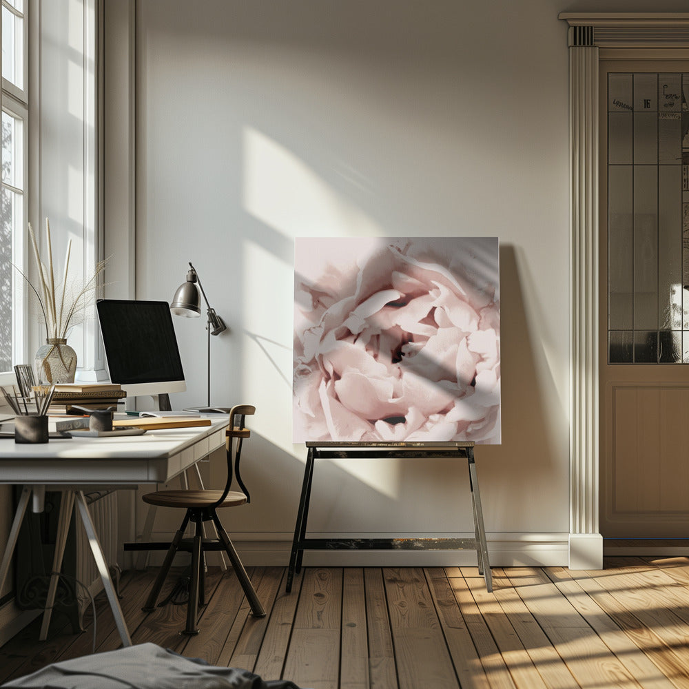 Zarte Pfingstrosenblüte | Leinwand