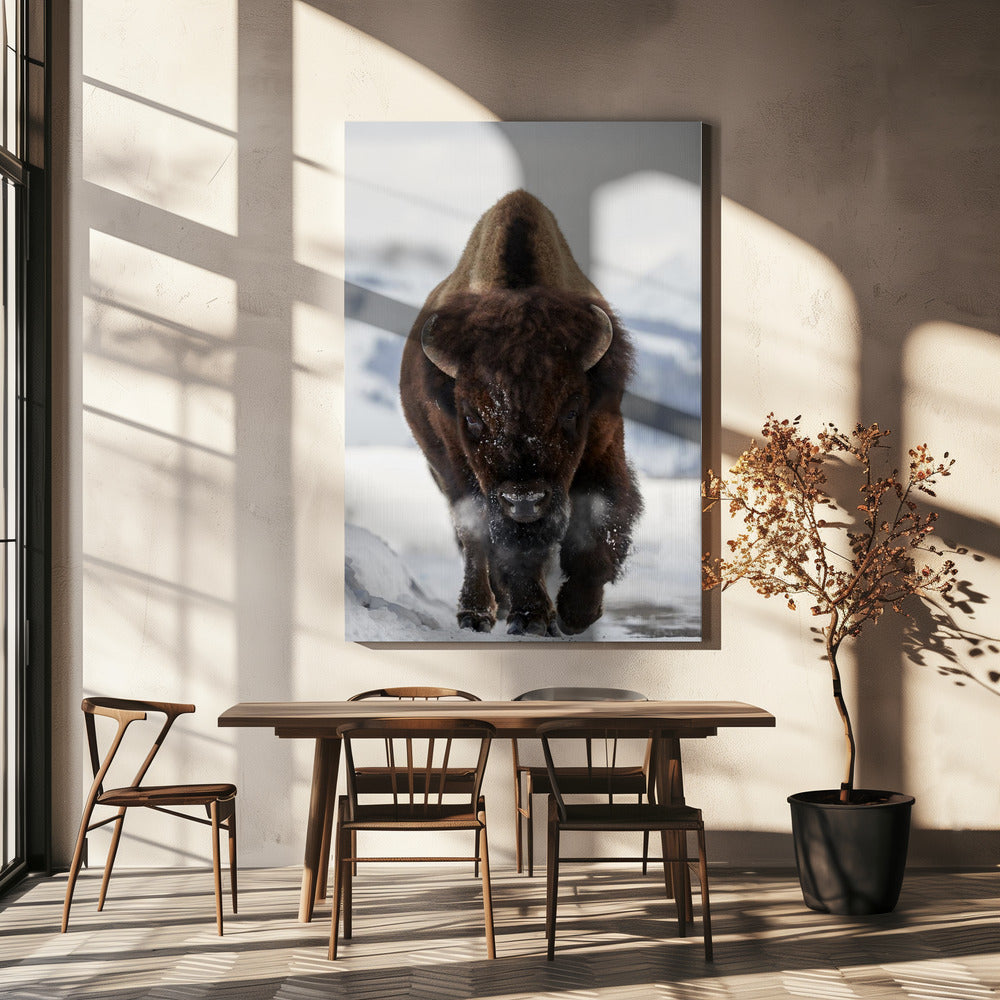 Bison im Anmarsch | Leinwand