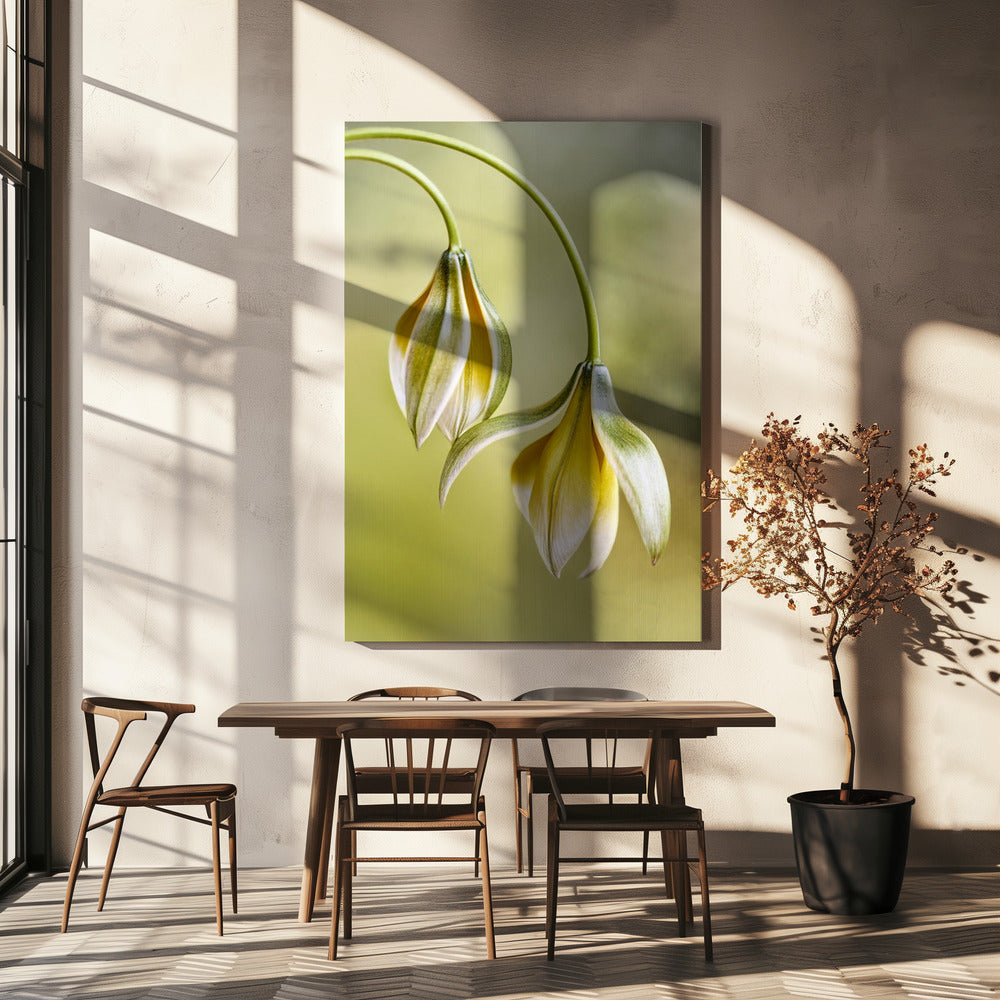 Tulipa | Leinwand