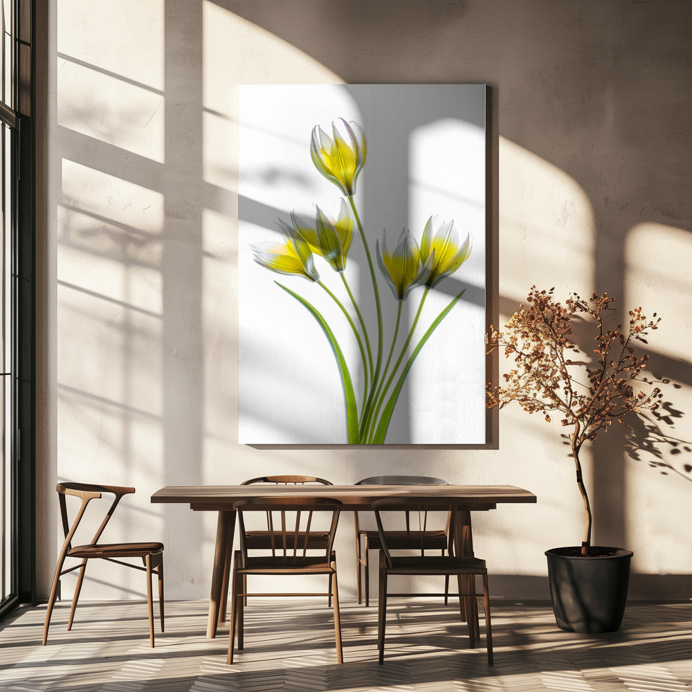 Tulipa | Leinwand