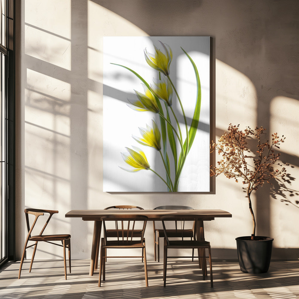 ~Tulipa | Leinwand