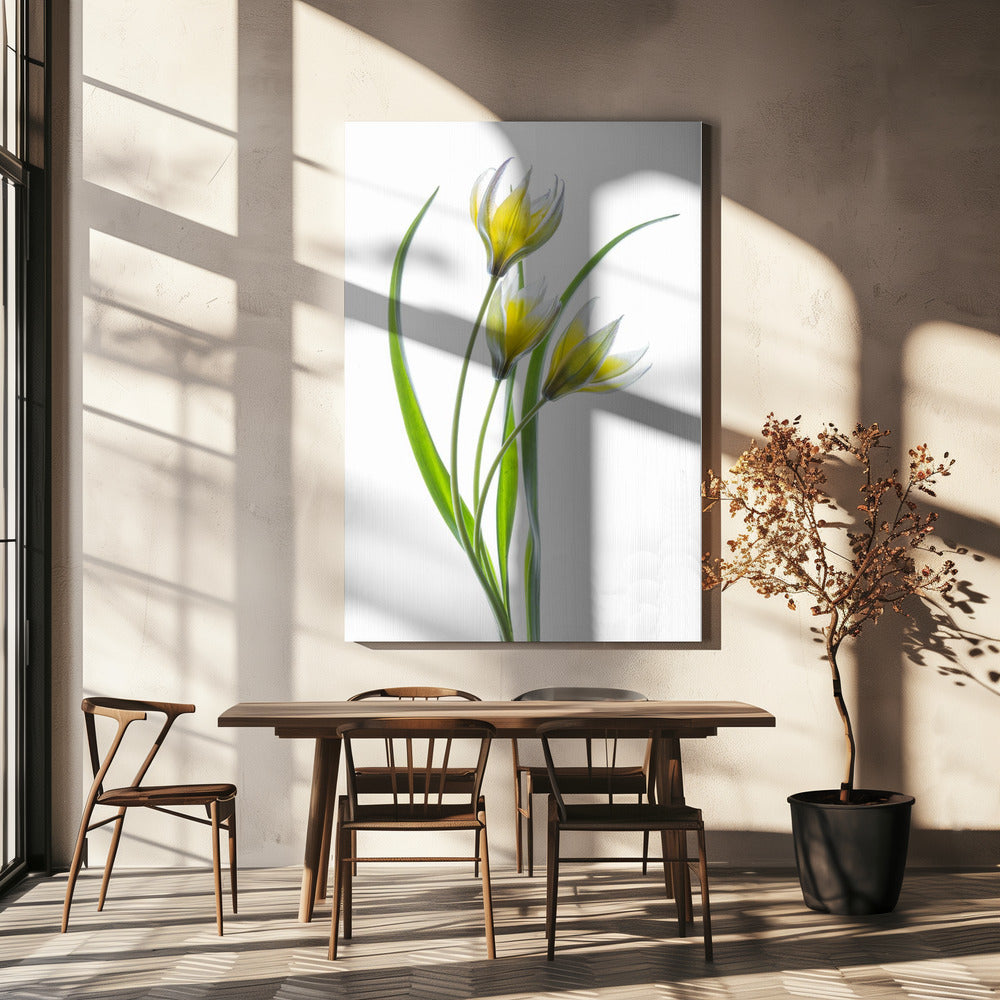 ~~Tulipa~~ | Leinwand