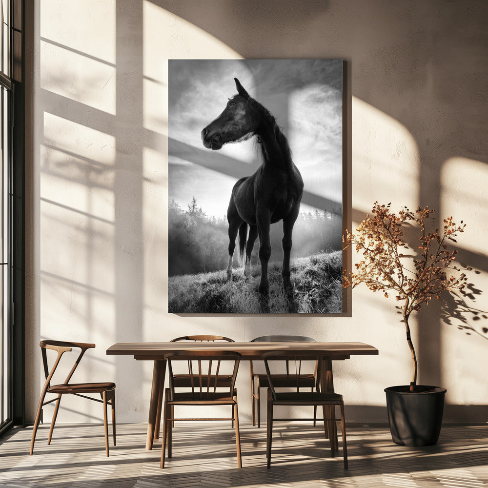 Pferd mit Hintergrundbeleuchtung | Leinwand