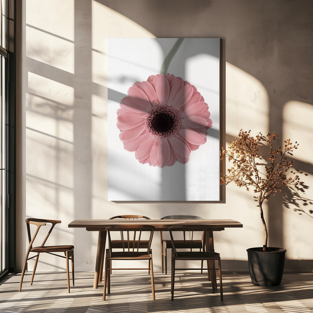 Rosa Gerbera II | Leinwand