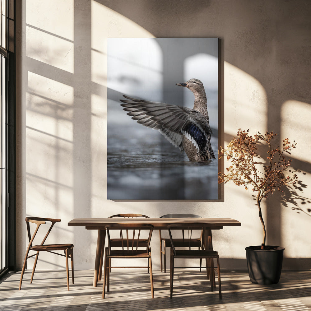 Stockentenweibchen mit ausgebreiteten Flügeln | Leinwand