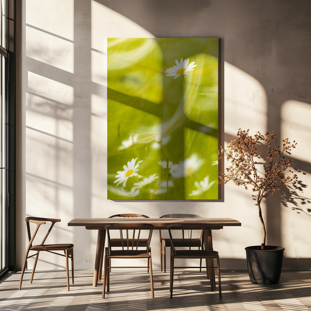 Gänseblümchen | Leinwand