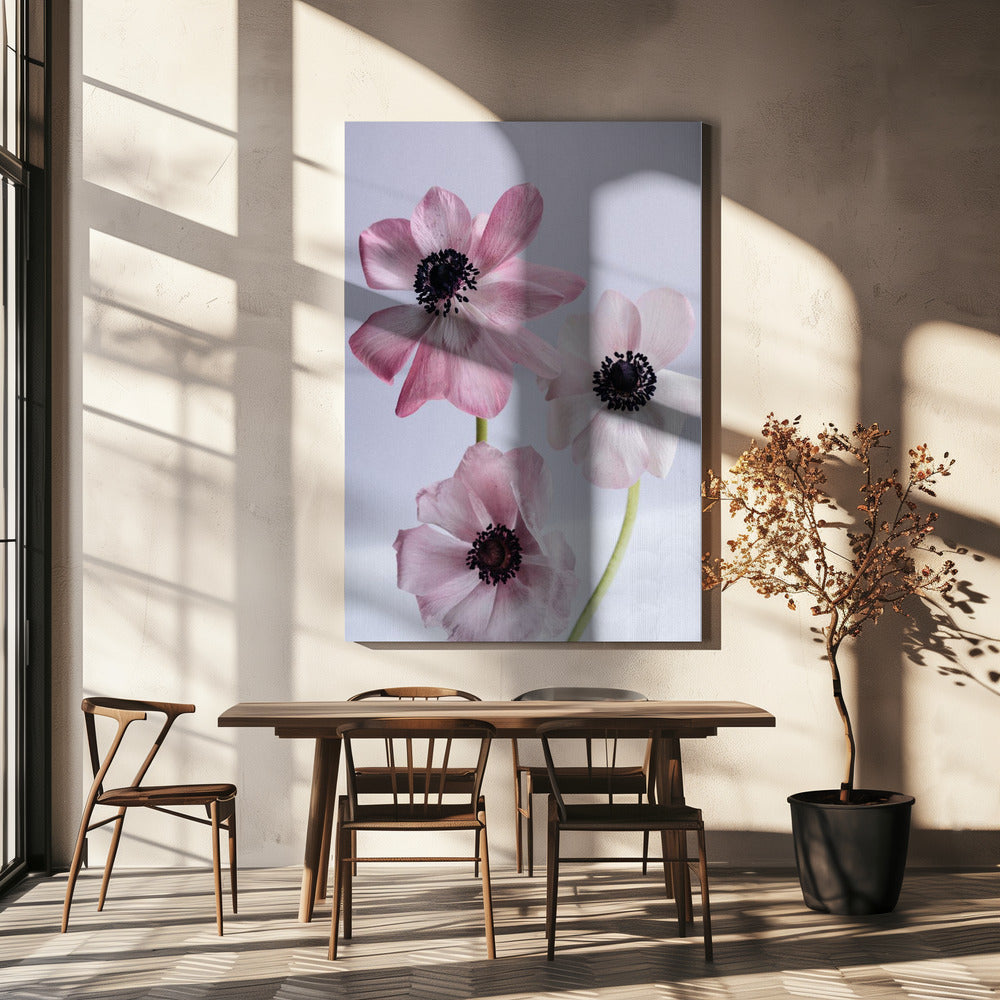 Elegante rosa Anemonenblüten | Leinwand