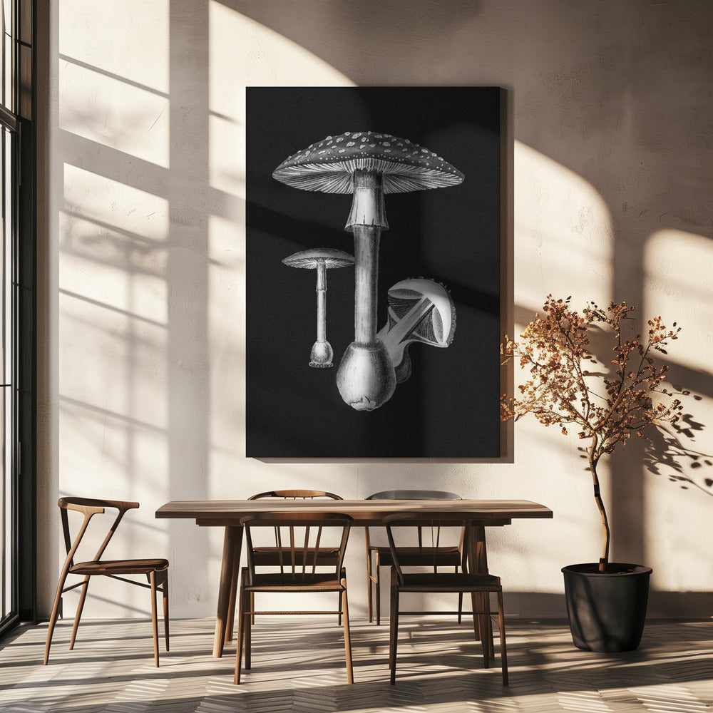 Amanita Muscaria Dunkler Hintergrund BW | Leinwand