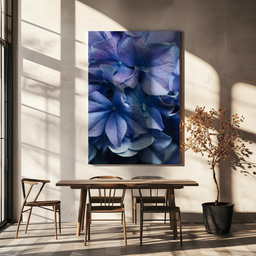 Leuchtend lila Hortensienblüten | Leinwand