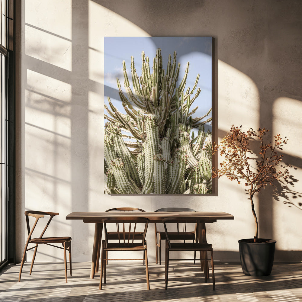 Cactus Symphony | Canvas