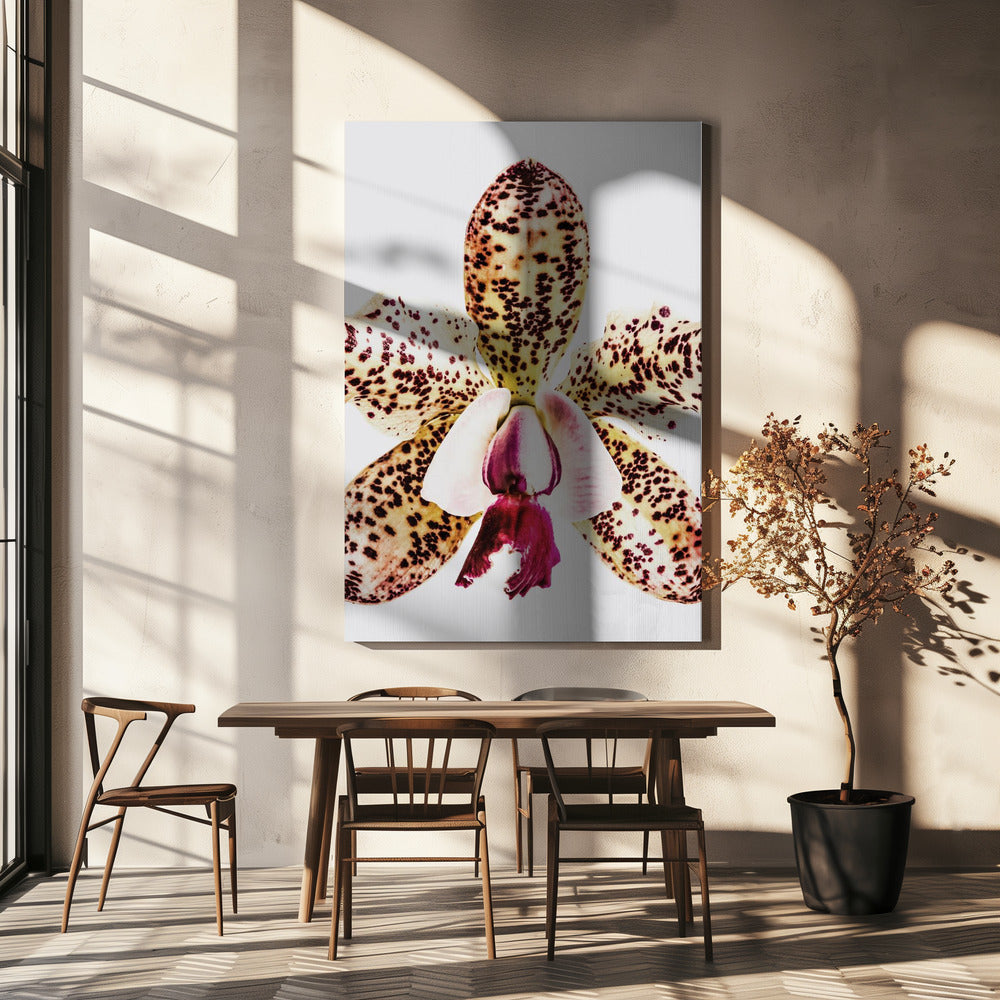 Spotted Orchid Burst | Canvas