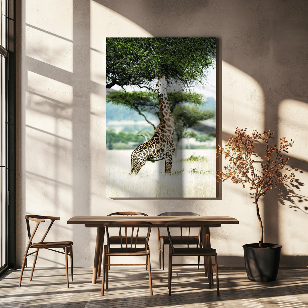 Majestätische Giraffe streckt sich | Leinwand