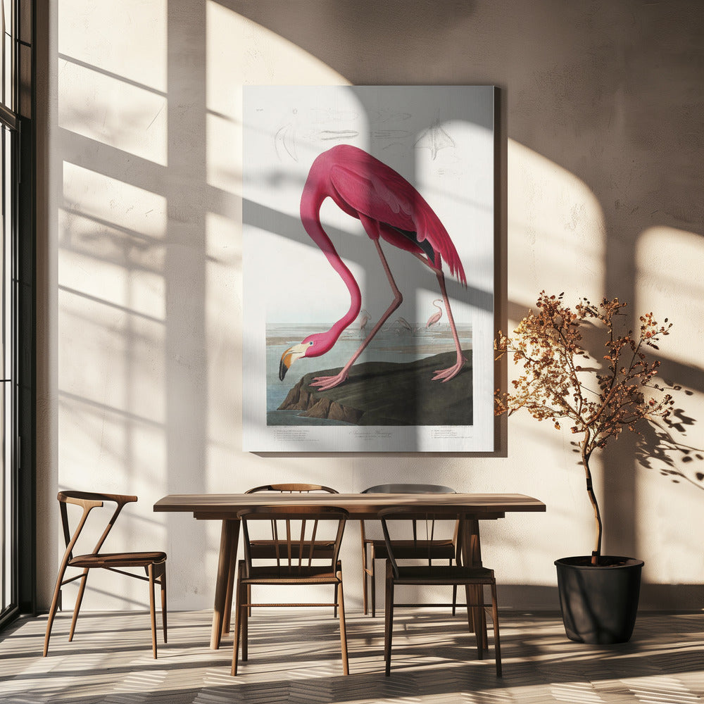 Pink Flamingo From Birds of America (1827) | Canvas