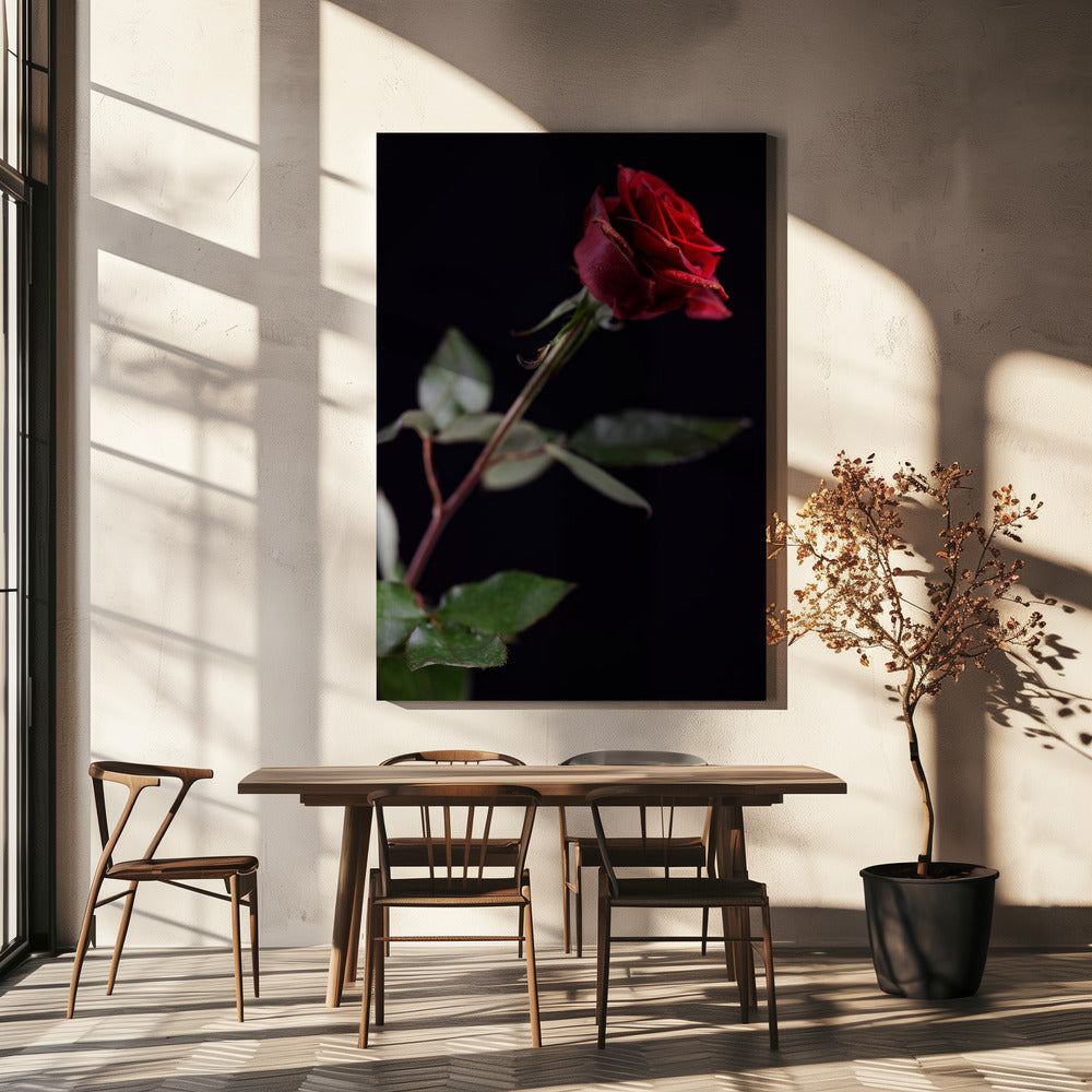 rote Rose | Leinwand