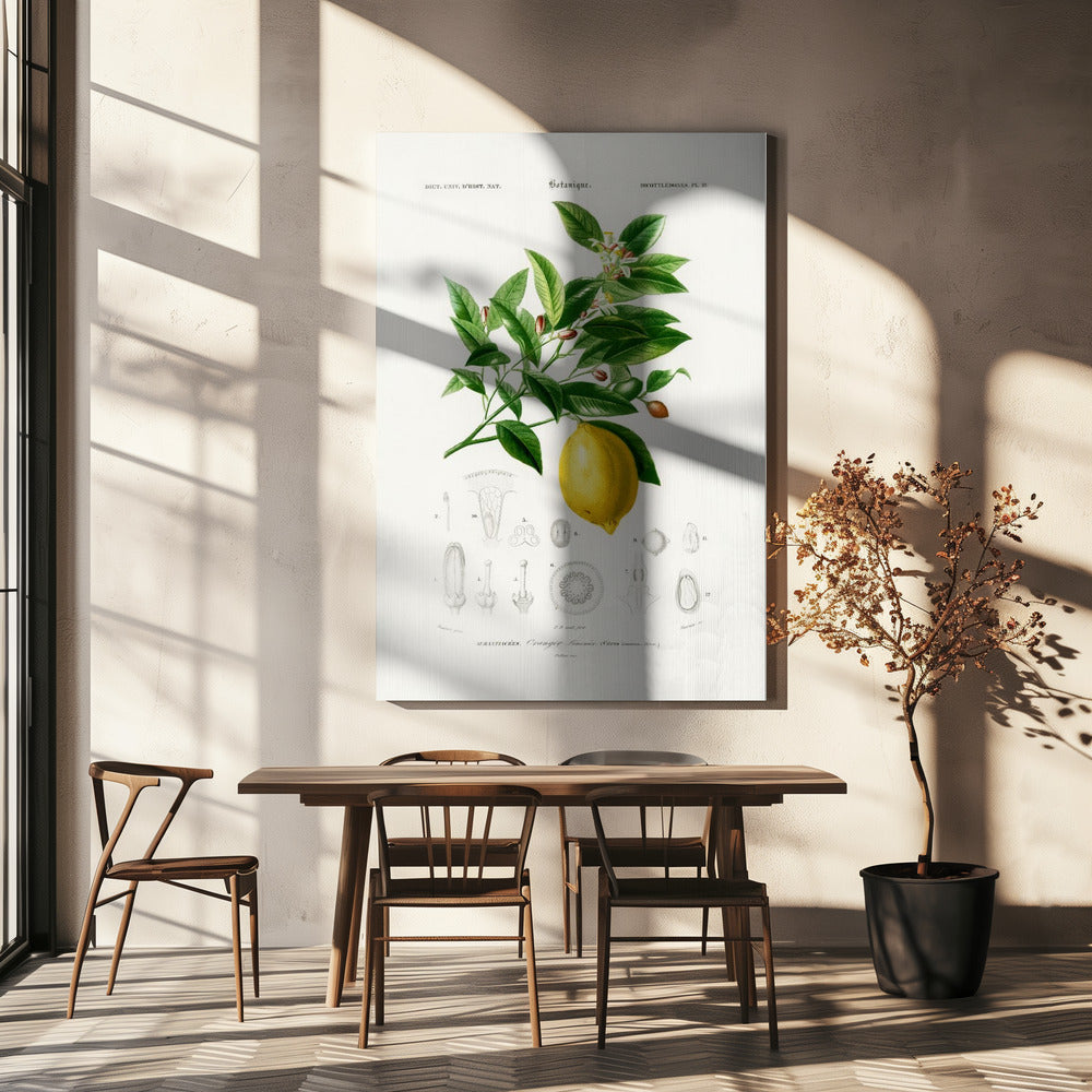 Lemon (citrus Limonium) | Canvas