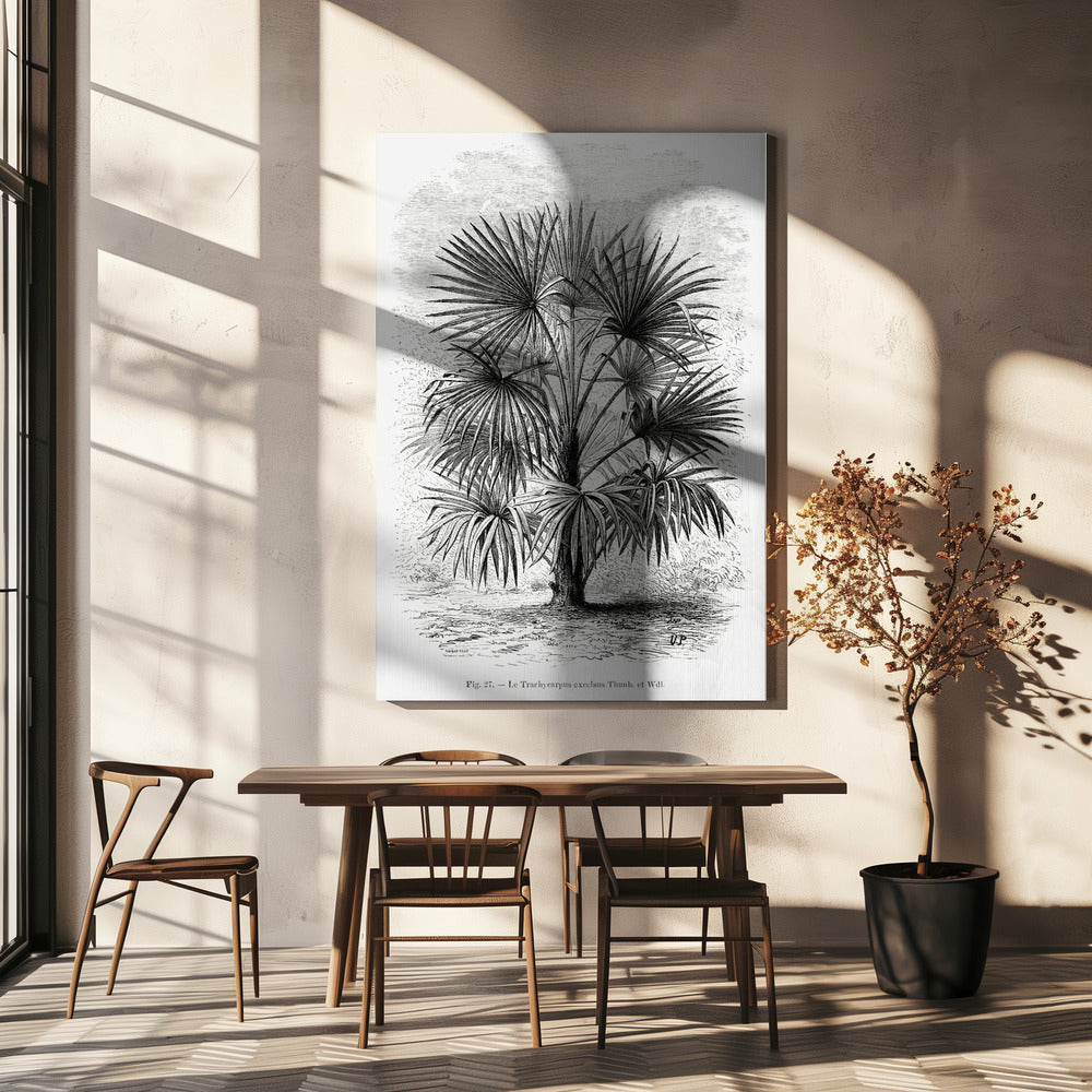 Vintage Palmenzeichnung Xi | Leinwand