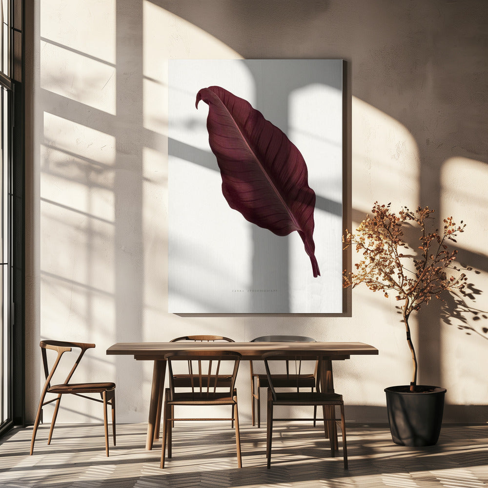 Rosa Canna Atronigricans Blatt Illustration | Leinwand