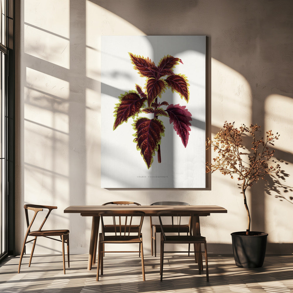 Rosa Coleus Blatt Illustration | Leinwand