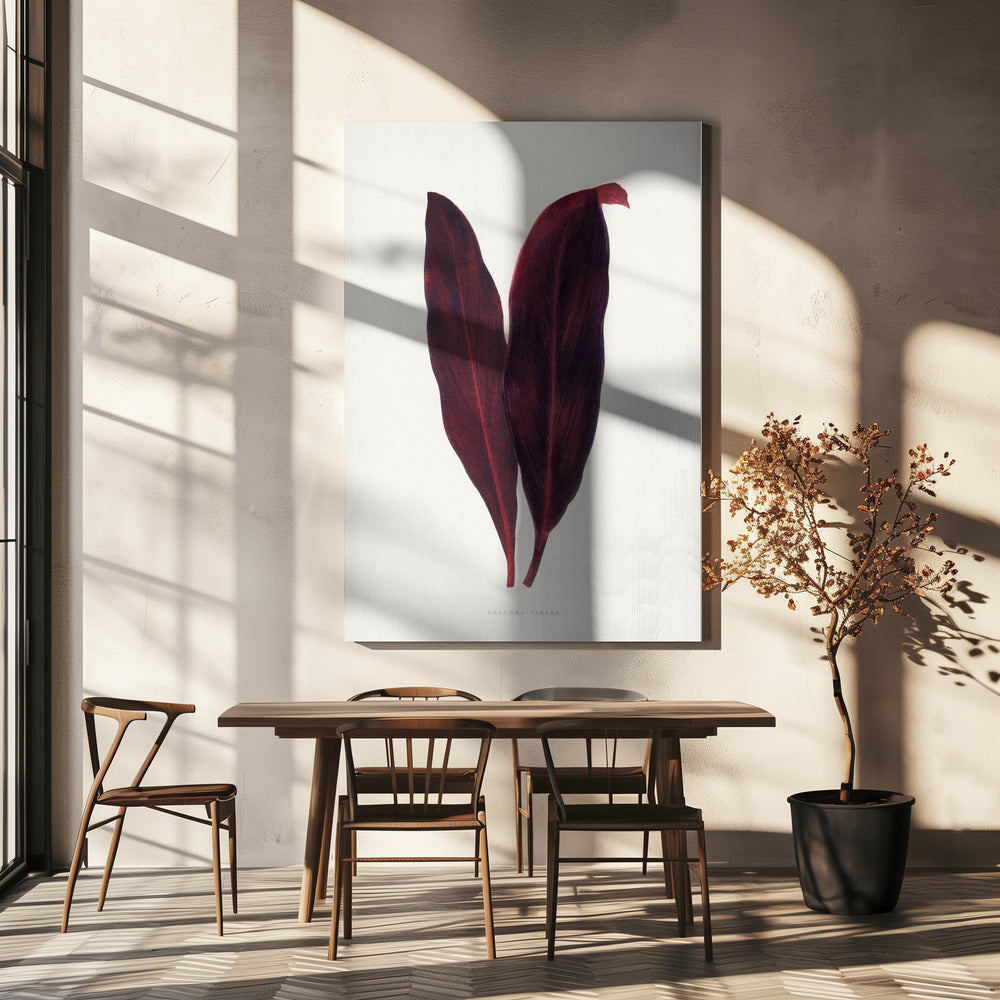 Rosa Dracaena Ferrea Blatt Illustration | Leinwand
